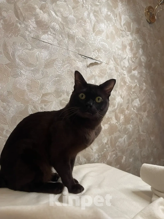 Кошки в Москве: Бурманский кот, вязка Мальчик, 7 000 руб. - фото 3