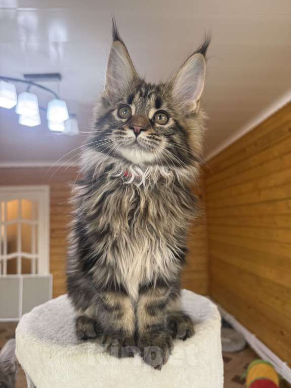 Кошки в Москве: Мейн-кун котенок Мальчик, 60 000 руб. - фото 3