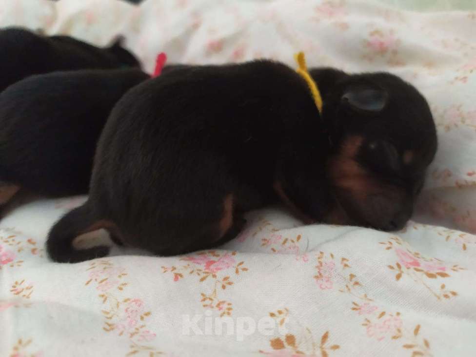 Собаки в Санкт-Петербурге: Щенки цвергпинчер Мальчик, 21 000 руб. - фото 5