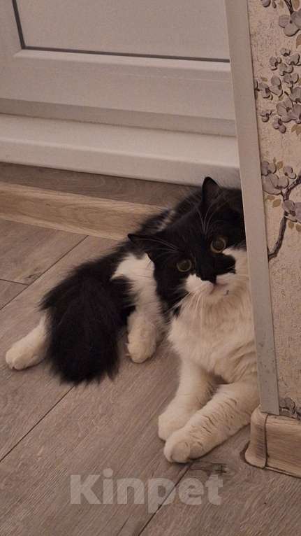 Кошки в Санкт-Петербурге: Ласковый котик в добрые руки Мальчик, Бесплатно - фото 2