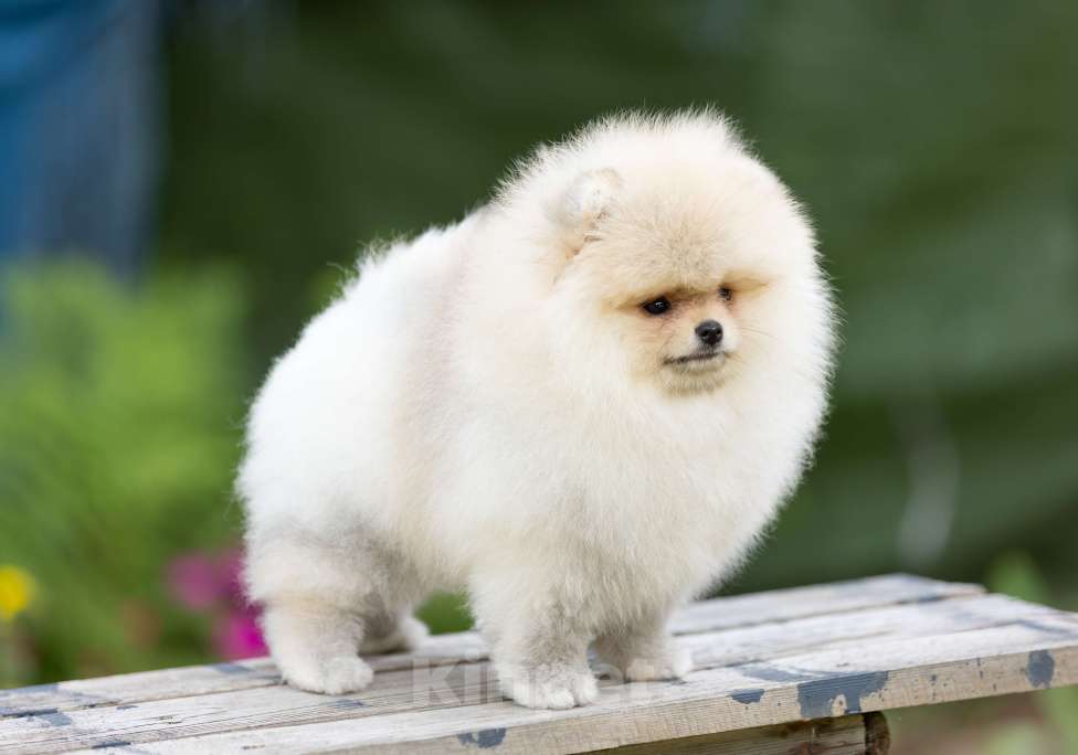 Собаки в Лобне: Девочка  Девочка, 150 000 руб. - фото 3