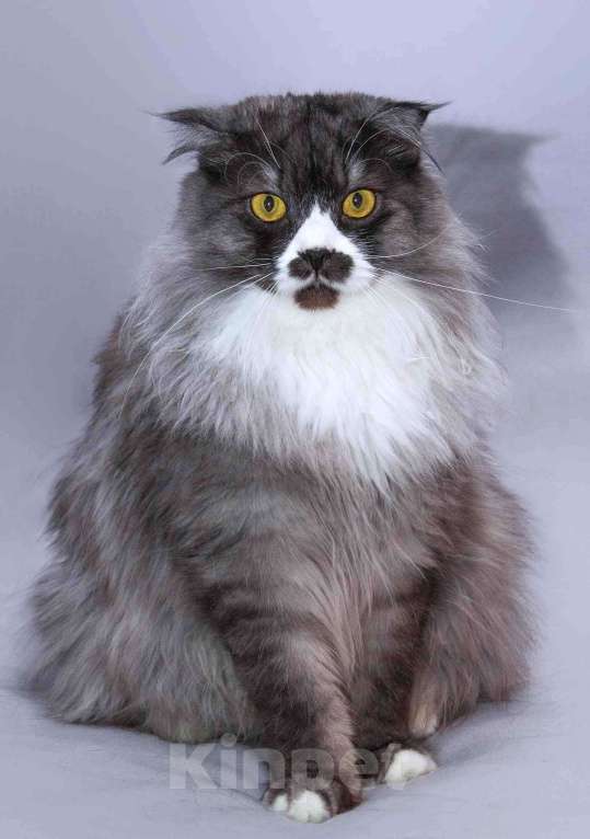 Кошки в Москве: Большой добрый кот Рома в добрые руки Мальчик, Бесплатно - фото 6