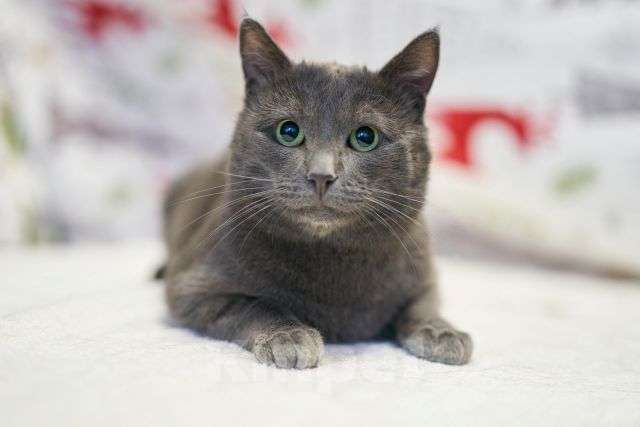 Кошки в Москве: Маффин, серый красавец с мягким сердцем ищет дом Мальчик, Бесплатно - фото 8