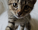 Кошки в Москве: Котенок Оливер ищет дом Мальчик, Бесплатно - фото 1