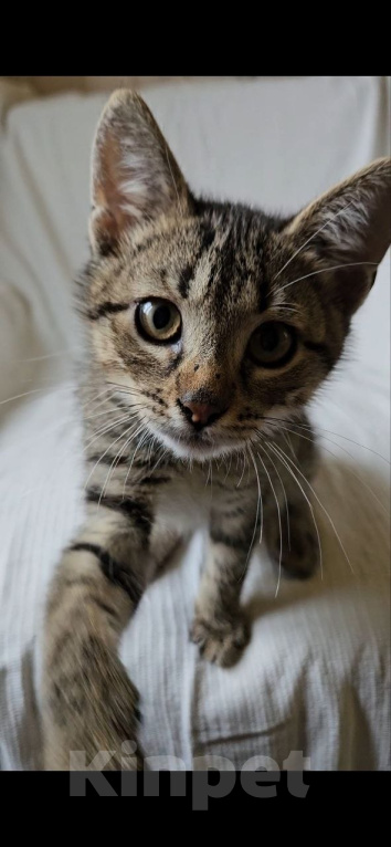 Кошки в Москве: Котенок Оливер ищет дом Мальчик, Бесплатно - фото 1