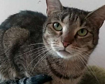 Кошки в Санкт-Петербурге: Маняша из приюта в добрые руки Девочка, Бесплатно - фото 1