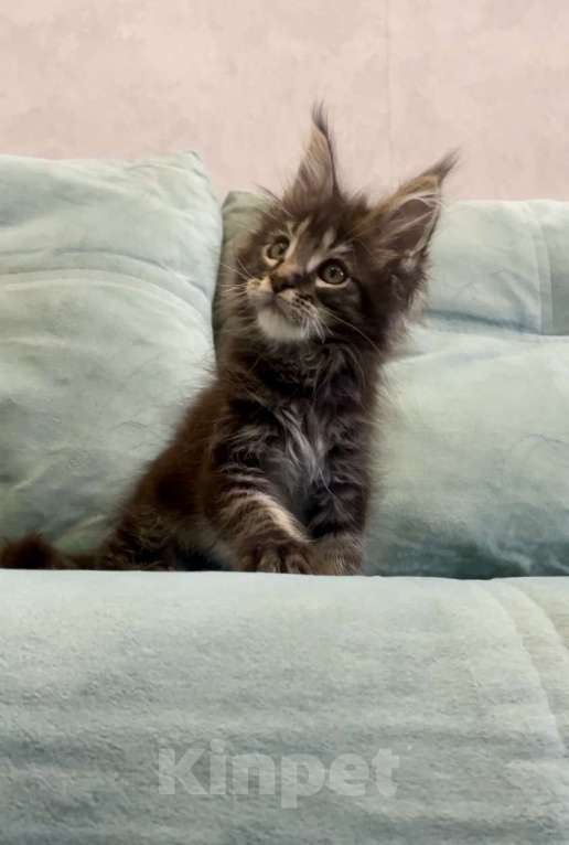 Кошки в Иркутске: Котенок мейн-кун Мальчик, 45 000 руб. - фото 1