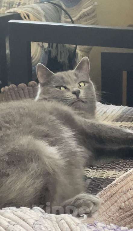 Кошки в Лобне: Потерялась серая кошка в Лобне (микрорайон Красная поляна) Девочка, Бесплатно - фото 3