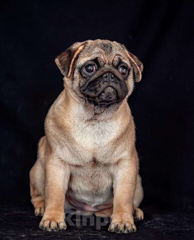 Собаки в Москве: Щенки мопса Девочка, Бесплатно - фото 1