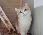 Кошки в Владивостоке: Золотой Британский котёнок Мальчик, 50 000 руб. - фото 2