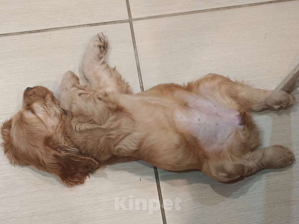 Собаки в Пскове: Золотистая девочка кокер-спаниеля Девочка, 17 000 руб. - фото 3
