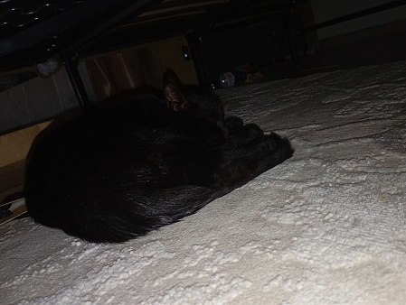 Добрый мальчик чёрный