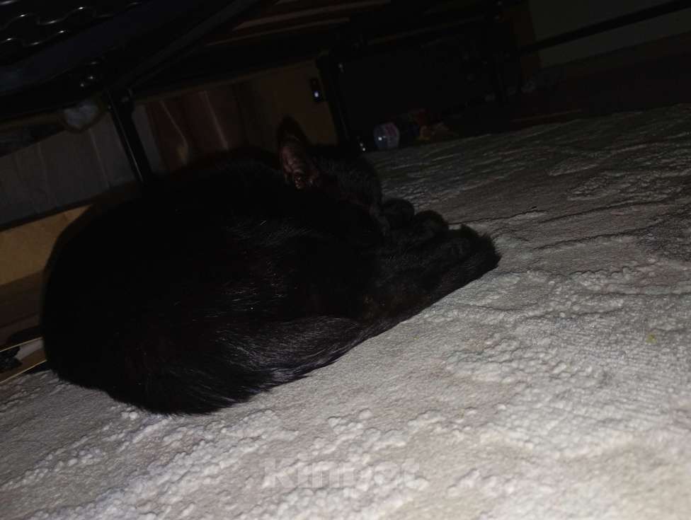 Кошки в Москве: Добрый мальчик чёрный Мальчик, Бесплатно - фото 1