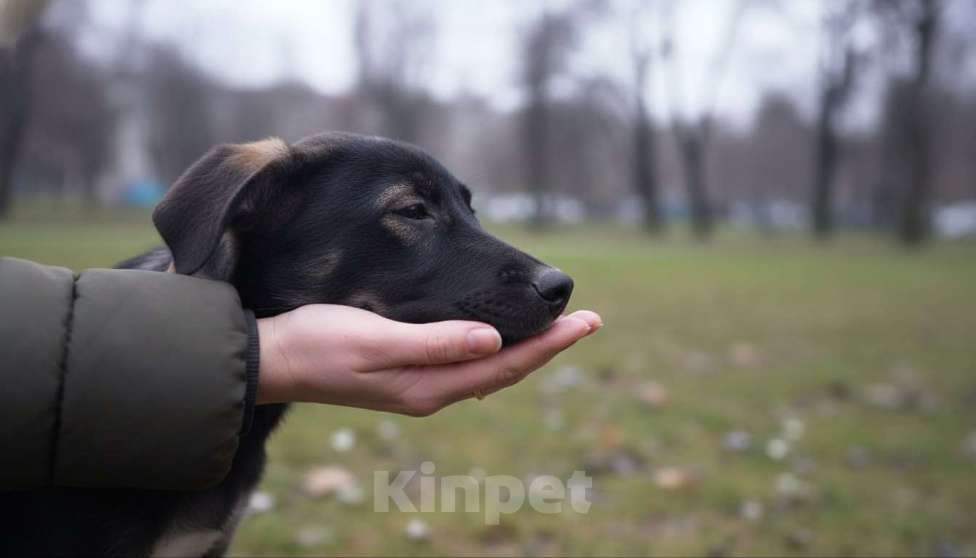 Собаки в Москве: Щенок Парсифаль ищет Вас для большой дружбы! Мальчик, Бесплатно - фото 4