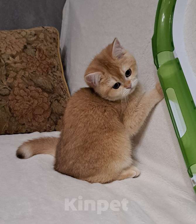 Кошки в Москве: Золотой шотландский мальчик  Мальчик, 30 000 руб. - фото 1