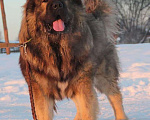 Собаки в Иркутске: Вязка, 10 000 руб. - фото 4