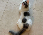 Кошки в Серафиме: Котенок.2 5 месяца, Бесплатно - фото 5