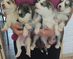 Собаки в Москве: Продам щенков Сибирской Хаски, 8 000 руб. - фото 1