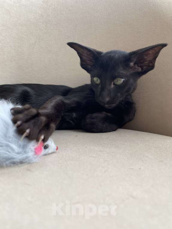 Кошки в Анапе: Ориентальный котенок Мальчик, 75 000 руб. - фото 4