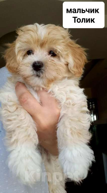 Собаки в других городах Московской области: Толя,мальчик мальтипу Мальчик, 50 000 руб. - фото 3