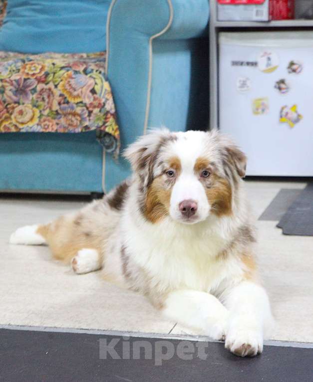 Собаки в других городах Владимирской области: щенок австралийской овчарки Девочка, 90 000 руб. - фото 4