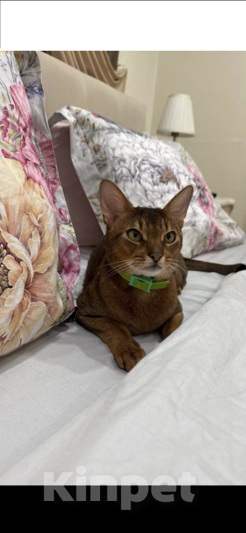 Кошки в Москве: Марсель Мальчик, 55 000 руб. - фото 2