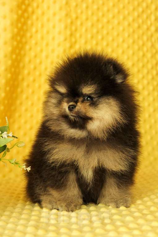 Собаки в Москве: Померанский шпиц Мальчик, 80 000 руб. - фото 2