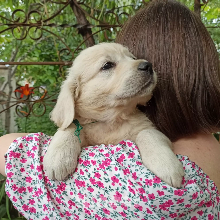 Собаки в Краснодаре: Золотистый ретривер щенок Мальчик, 45 000 руб. - фото 1