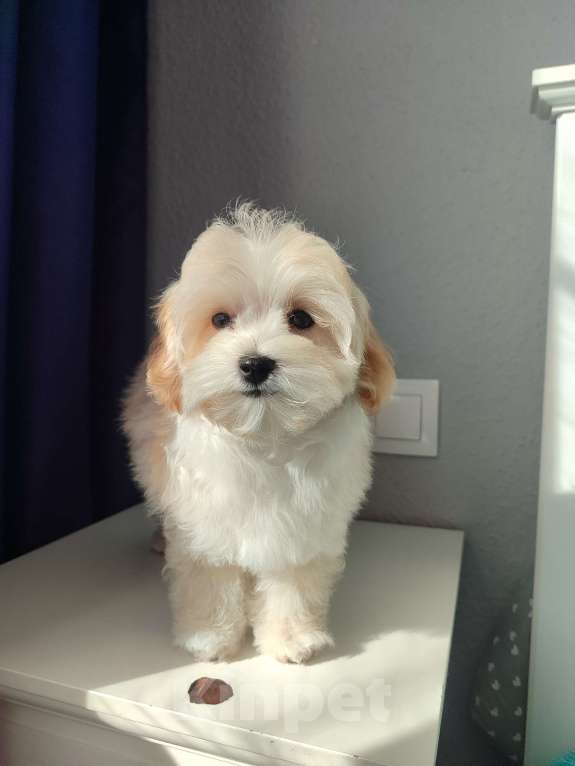 Собаки в Мытищах: Мальтипу F1 Мальчик, 80 000 руб. - фото 7