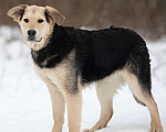 Собаки в Москве: Самый добрый щенок из приюта Мальчик, Бесплатно - фото 4