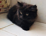 Кошки в Москве: 🐱 Ищем дом для милого доброго котёнка! 🐱 Мальчик, Бесплатно - фото 1