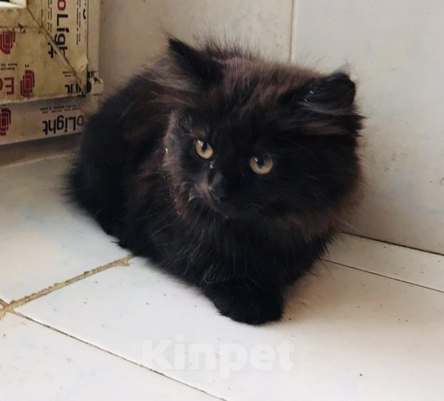 Кошки в Москве: 🐱 Ищем дом для милого доброго котёнка! 🐱 Мальчик, Бесплатно - фото 1