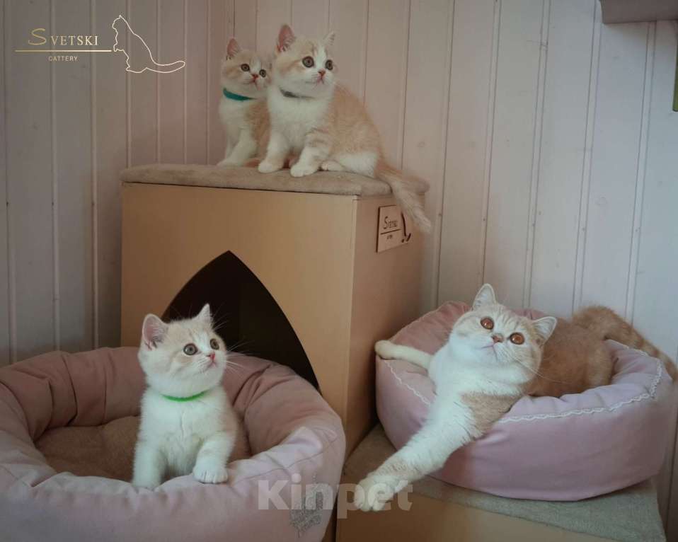 Кошки в Москве: Британские котята кремовые  Мальчик, 40 000 руб. - фото 4