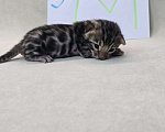 Кошки в Ростове-на-Дону: Бенгальские тигрята Мальчик, 60 000 руб. - фото 4