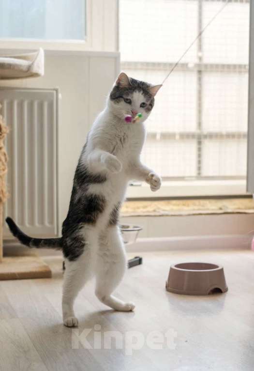 Кошки в Санкт-Петербурге: Герда из приюта Девочка, Бесплатно - фото 7