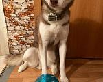 Собаки в Дегтярске: Отдам в добрые руки собаку  Мальчик, Бесплатно - фото 2