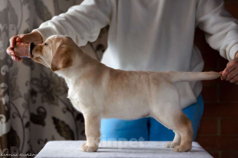 Собаки в Москве: Предлагается яркая девочка лабрадор ретривер Девочка, 150 000 руб. - фото 4