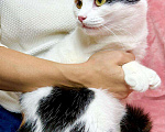 Кошки в Москве: Кошка Пятнашка – трехцветная обаяшка в добрые руки Девочка, Бесплатно - фото 7