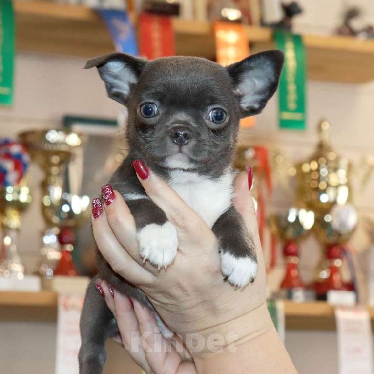 Собаки в Москве: Голубенький БАТОНЧИК чихуахуа Мальчик, 29 000 руб. - фото 2