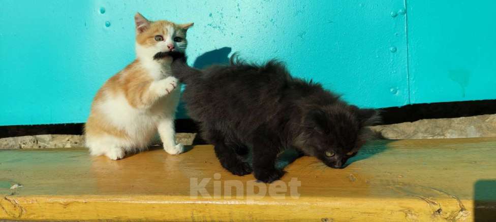 Кошки в Воронеже: Котята ищут дом Девочка, Бесплатно - фото 6