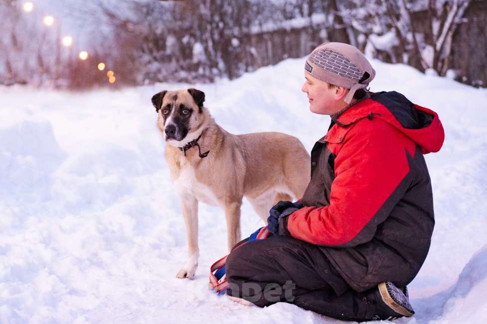 Собаки в Москве: Ханна ждёт своих людей в приюте Девочка, Бесплатно - фото 5
