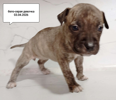 ААмериканский питбультерьер .Девочка