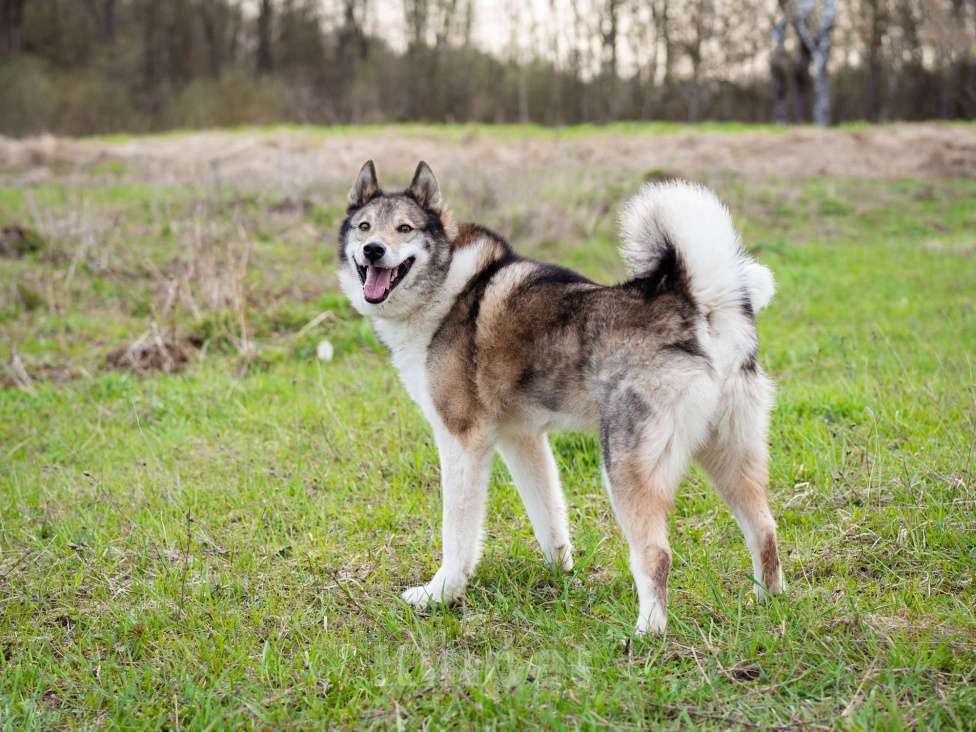 Собаки в Москве: Весёлый, активный породистый Лайк оказался в приюте и ждёт свою семью Мальчик, Бесплатно - фото 8