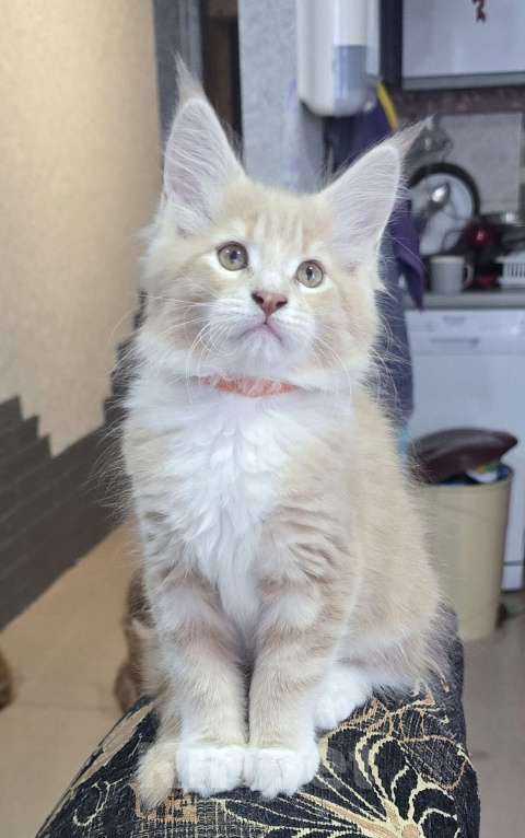 Кошки в Москве: Девочка 2 Девочка, 20 000 руб. - фото 2