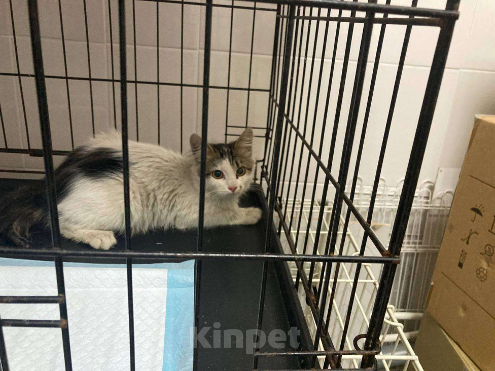 Кошки в Москве: Кася. Кассандра. Кассиопея! Девочка, Бесплатно - фото 5