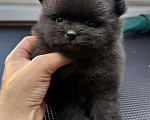 Собаки в Москве: Померанский шпиц черный Девочка, 110 000 руб. - фото 1