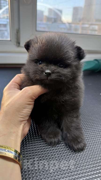 Собаки в Москве: Померанский шпиц черный Девочка, 110 000 руб. - фото 1