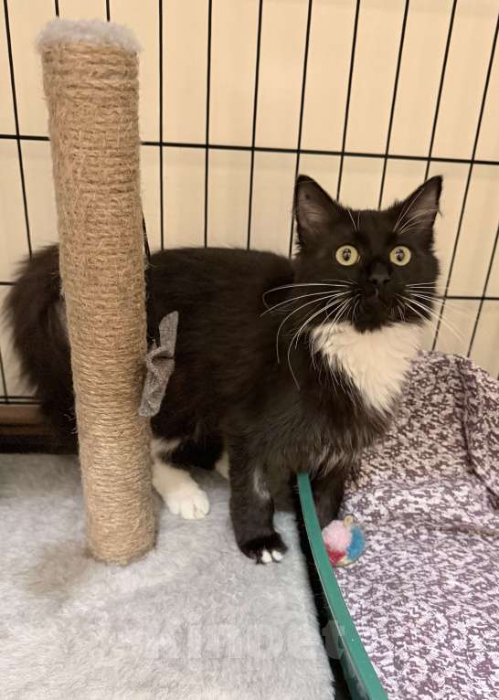 Кошки в Москве: Котенок Гвоздика ищет дом Девочка, Бесплатно - фото 3