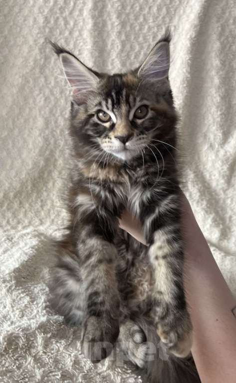 Кошки в Новосибирске: Породистые котята Мейн Кун  Мальчик, 25 000 руб. - фото 4