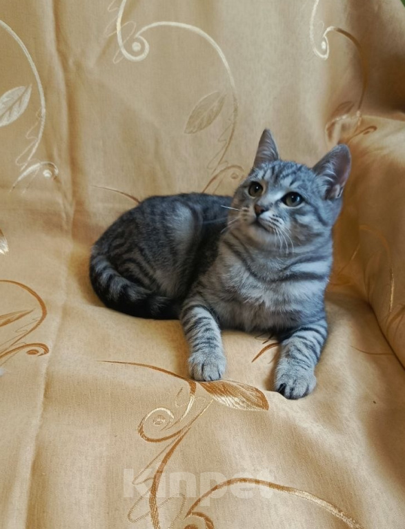 Кошки в Туле: Котик в добрые руки Мальчик, Бесплатно - фото 1